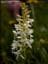 bifolia